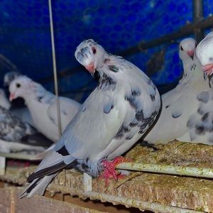 Meet your Posher, Santiago